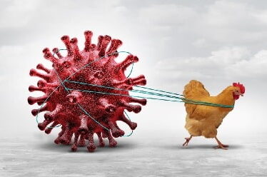 Aviaria H9N2 in Lombardia