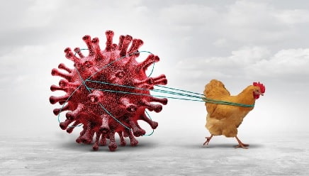 Aviaria H9N2 in Lombardia